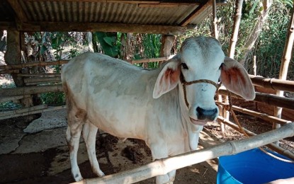 <p><strong>CROSSBREEDING</strong>. Native cows in the province of Ilocos Norte are being upgraded to level up the cattle industry. In Piddig town, its local government unit assists its farmers in crossbreeding their cattle for wagyu meat production. <em>(File photo courtesy of May ann Malicad)</em></p>