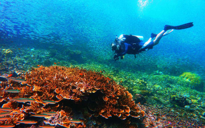 <p>Diving in Anilao, Batangas<em> (Photo courtesy of DOT)</em></p>