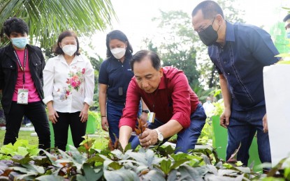 <p><strong>NEW GARDEN.</strong> Department of Agriculture Secretary William Dar (4th from left) samples the produce at the edible landscape of the agency’s central office in Quezon City on Monday (Dec. 20, 2021). The garden was an initiative of the Institute of Crop Science and University of the Philippines Los Baños College of Agriculture and Food Science. <em>(Photo courtesy of DA Comms Group)</em></p>