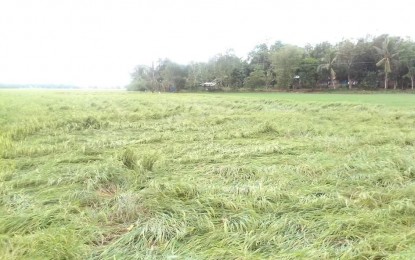 <p><strong>DAMAGED.</strong> Typhoon Odette damages a rice plantation in Sara, Iloilo. The Department of Agriculture in its damage assessment report as of Tuesday (Dec. 21, 2021) showed the typhoon has affected 17,270 farmers engaged in rice crops and high-value commercial crops (HVCC) in Western Visayas.<em> (PNA photo courtesy of Nenita Hobilla)</em></p>