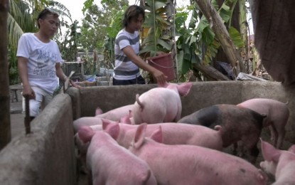 <p><strong>A BETTER LIFE</strong>. Balik Probinsya, Bagong Pag-asa Program beneficiary Von Cubilla (in white shirt) said he used the financial assistance given to him to start his livestock business in Leyte. This Christmas, he will have a merrier and bountiful celebration with his family, thanks to the BP2 program, he said in an interview on Monday (Dec. 20, 2021). <em>(PNA photo)</em></p>