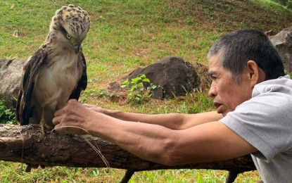 <p><strong>SAVED EAGLE.</strong> An eagle said to have been wounded by an air gun on Christmas Day recuperates at the Misamis Occidental Provincial Environment and Natural Resources Office in Tangub City on Dec. 27, 2021. Governor Philip Tan said once the eagle is completely healed, they will transfer it to the Philippine Eagle Foundation in Davao City for further treatment. <em>(Photo courtesy of Gov. Tan's FB page)</em></p>
