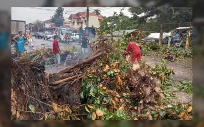 <p><strong>UPROOTED TREES</strong>. Trees were uprooted across the city when Typhoon Odette slammed into Bacolod overnight on Dec. 16, 2021. Some 9,054 houses were also damaged, based on the report of the city government. <em>(Photo courtesy of Bacolod City PIO)</em></p>