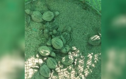 <p><strong>HATCHLINGS</strong>. Baby sea turtles emerge from their nest in a guarded hatchery in Bangui, Ilocos Norte on Monday (Jan. 3, 2022). A 'pawikan' sanctuary is being proposed in the province to further protect marine turtles that often lay their eggs from dusk till dawn. <em>(Contributed photo)</em></p>