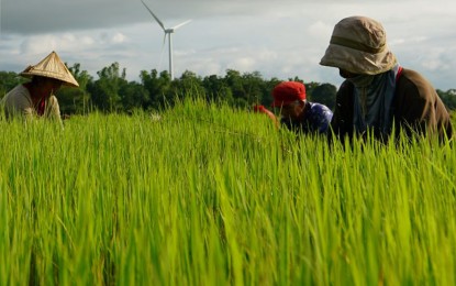 <p><strong>ENHANCING PRODUCTIVITY</strong>. Experts from the Department of Agriculture (DA) in Calabarzon are barnstorming around the region to explain the Masagana Rice Industry Development Program's particulars to local government officials. The Marcos administration targets rice self-sufficiency by 2028. <em>(File photo courtesy of the DA)</em></p>