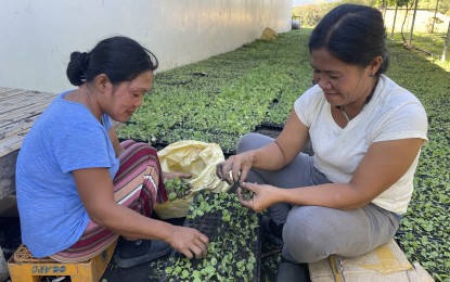 <p><strong>TOBACCO SEEDLINGS</strong>. Women farmers in Piddig, Ilocos Norte prepare tobacco seedlings ready for transplanting in this photo taken on Dec. 24, 2021. Piddig town has consolidated more than 200-hectare farm lots for tobacco farming, Mayor Eduardo Guillen said on Wednesday (Jan. 5, 2022). <em>(Photo by Leilanie G. Adriano)</em></p>
