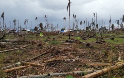 <p><strong>TOPPLED.</strong> The destruction caused by Typhoon Odette at a coconut farm in Limasawa, Southern Leyte in this Dec. 27, 2021 photo. Over 10,000 trees were damaged by the typhoon, according to the Philippine Coconut Authority. <em>(PNA photo by Sarwell Meniano)</em></p>