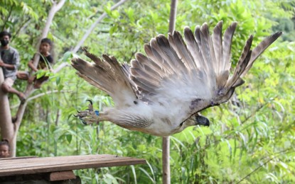 <p><strong>FREED EAGLE</strong>. A female Philippine Eagle, named Godod, takes off from a wooden release platform as the Department of Environment and Natural Resources-Zamboanga Peninsula together with the Philippine Eagle Foundation released her Monday (Jan. 10, 2022) in an upland village in Godod, Zamboanga del Norte. The eagle was freed back into her natural habitat one month and five days after she accidentally got trapped and captured by a Sunbanen farmer in another village in Godod town. <em>(Photo courtesy of DENR-9)</em></p>