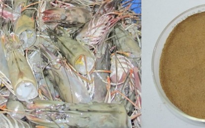 <p><strong>WASTE TO PROFIT</strong>. A scientist from the National Fisheries Research and Development Institute (NFRDI) suggests an innovative way to make a living from food waste through value adding. Shrimp head, one of the most common food wastes, can be processed to become shrimp powder, which is a highly sellable item in the markets, according to NFRDI. <em>(Photo from NFRDI)</em></p>