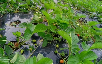 DA eyes adlai, strawberry farming as emerging crops for NorMin