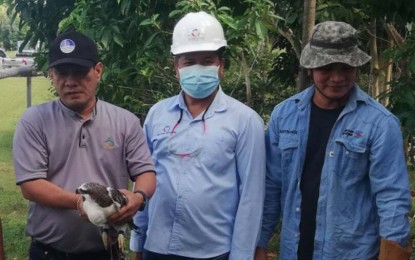 <p><strong>RESCUED EAGLE</strong>. Albay Provincial Environment and Natural Resources Office chief Jerry Arena (left) receives a rescued juvenile eagle named "Tima" from an employee of the Philippine Geothermal Production Company, Inc. on Wednesday (Jan. 12, 2022). He said they will send the bird to the Albay Park and Wildlife for further observation, examination, and health assessment. <em>(Photo by Connie Calipay)</em></p>