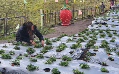 <p><strong>PICKINGS</strong>. Pearly Mansog, one of the owners of the strawberry farm in Barangay Nueva Vista, Don Victoriano Chongbian town, Misamis Occidental, picks strawberries for food sampling. Pearly and her husband, Larry, started growing strawberries as an alternative livelihood during Covid-19 pandemic. <em>(PNA photo by Nef Luczon)</em></p>