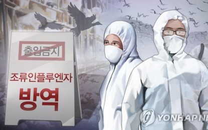 S. Korea culls chickens over outbreaks of H5N1 bird flu