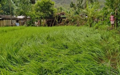 <p><strong>DAMAGE.</strong> A rice field owned by an indigenous peoples (IP) farmer is among those damaged by Typhoon Odette in Antique on Dec. 16, 2021. Sonie Guanco, in-charge of the Agricultural Program Coordinating Office (APCO) of the Department of Agriculture Western Visayas in Antique, said in an interview Monday (Jan. 24, 2022) the SURE Aid loan program is up for 233 farmers in the province who had been affected by “Odette”. <em>(Photo courtesy of NCIP Antique)</em></p>