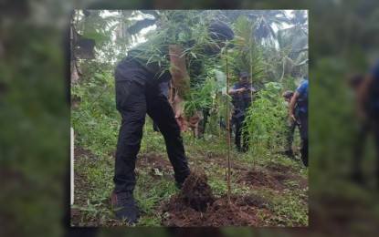 <p><strong>MARIJUANA PLANTATION.</strong> An agent of the Philippine Drug Enforcement Agency (PDEA) together with other law enforcers uproot fully grown marijuana plants worth PHP8.6 million in a one-hectare plantation Sunday (Jan. 23, 2022) in Barangay Masjid Bayle, Kalingalan Caluang, Sulu. The marijuana plantation was discovered after the 4th Marine Brigade received information from concerned residents from a nearby village.<em> (Photo courtesy of PDEA-BARMM)</em></p>