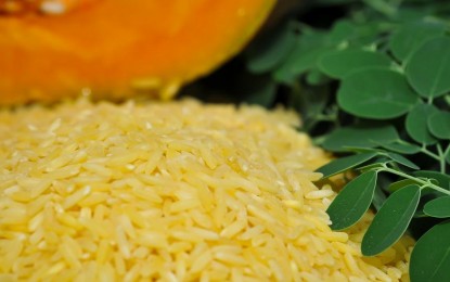 Massive production of ‘Golden Rice’ seeds to start this year