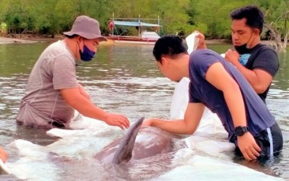 <p><strong>RESCUED DOLPHIN.</strong> Veterinarians and environmentalists check on one of the two dolphins that ran aground on the coast of Kalamansig, Sultan Kudarat on Thursday. The two injured sea mammals were treated and sent back to the sea on Friday (Jan. 4, 2022). <em>(Photo courtesy of CENRO-Kalamansig)</em></p>