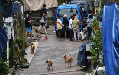 <p><strong>RESPONSIBLE DOG OWNERSHIP.</strong> The legal office of Baguio City will sue irresponsible dog owners as part of the Responsible Dog Ownership Ordinance of the city passed in 2021. Councilor Betty Lourdes Tabanda said the city’s responsibility of filing a case will come when there is no private offended party who is affected due to the violation based on the ordinance. <em>(PNA file photo)</em></p>