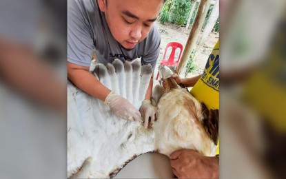 Philippine Eagle rescued in Lanao del Sur