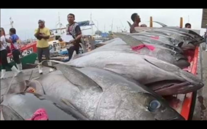 <p>Harvesting tuna in General Santos City. <em>(Screengrab from DA)</em></p>