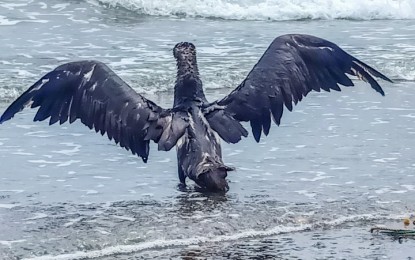 <p><strong>ENDANGERED</strong>. This undated photo shows the Brown booby that was recently released back to the sea after it was turned over to the Community Environment and Natural Resources Office of Mobo town in Masbate province. Under DENR Administrative Order No. 2019-09 or the Updated List of Threatened Philippine Fauna, the Brown booby is considered endangered. <em>(Photo from DENR-Bicol's Facebook page)</em></p>