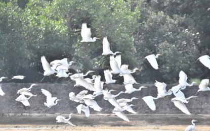 <p><strong>FLOCK IN FLIGHT</strong>. A flock of great egrets is seen flying over the Prieto Diaz Wetlands in Sorsogon during the recently conducted Asian Waterbird Census in Bicol. Over 13,000 waterbirds were recorded sighted in different sites in the Bicol Region. <em>(Photo courtesy of Anelisa Ariscon/DENR-Bicol's FB page)</em></p>