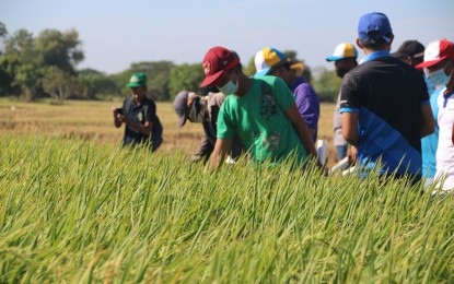 <p><strong>EDUCATING FARMERS</strong>. Department of Agriculture officials conduct a field day with farmers at a provincial hybrid rice technology demonstration farm in Barangay Cruz, Victoria, Tarlac on March 1, 2022. The DA's Philippine Rice Research Institute on Saturday (July 15, 2023) called on farmers to plant early maturing rice varieties to allow them to make substantial harvests before the onset of weather disturbances. <em>(Photo courtesy of DA)</em></p>