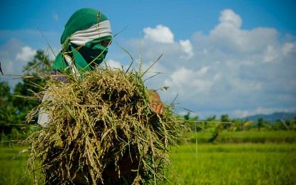<p><strong>ENSURING SUPPLY</strong>. A rice farmer in this undated photo. The incoming administration of President-elect Ferdinand “Bongbong” Marcos Jr. will exhaust all efforts to ensure food security in the country, Press Secretary-designate Beatrix Rose “Trixie” Cruz-Angeles said on Saturday (June 18, 2022). <em>(File photo from DA-COMMS)</em></p>