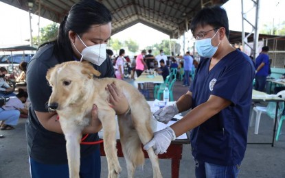 <p><strong>FREE VETERINARY SERVICES</strong>. A personnel of the Pangasinan Provincial Veterinary Office (PVO) inoculates a pet dog with the anti-rabies vaccine during a veterinary medical mission in Calasiao town, Pangasinan in this undated photo. Rabies cases in the province went down in 2022 and the Provincial Health Office attributed it to better public awareness. <em>(File photo courtesy of Province of Pangasinan)</em></p>