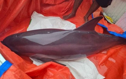 <p><strong>DISTRESSED.</strong> A spinner dolphin that was recently rescued in Tabaco City but eventually died. Residents of coastal communities were urged to immediately report to the proper authorities stranding incidents that involve marine mammals to prevent their death. <em>(Photo courtesy of Daryl John Buenconsejo)</em></p>