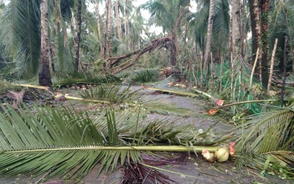 <p><strong>TYPHOON-HIT</strong>. Some of the fallen coconut trees in Hinundayan, Southern Leyte in this Dec. 23, 2021 photo, just a week after Typhoon Odette. The Philippine Coconut Authority is eyeing to fast-track the clearing of trees damaged by the typhoon with the simplified process of the issuance of a permit to cut coconut trees. <em>(Photo courtesy of Isidro Mendoza)</em></p>