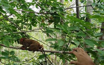 <p><strong>PHILIPPINE TARSIER.</strong> One of the two rescued tarsiers crawls on a tree trunk after personnel of the Community Environment and Natural Resources Office (CENRO)-Liloy released them back to their natural habitat Wednesday (March 2, 2022) in Barangay Delucot, Godod, Zamboanga del Norte. The tarsiers were retrieved on the same day by CENRO-Liloy personnel who responded to a social media report regarding the capture of the nocturnal mammals in the area. <em>(Photo courtesy of CENRO-Liloy)</em></p>