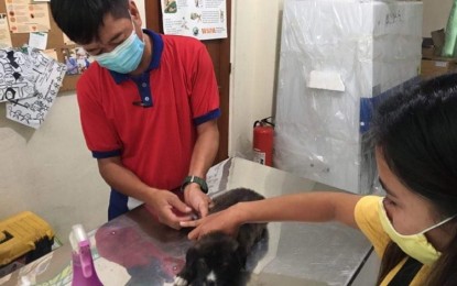 <p><strong>PETS TURN TO HAVE JABS</strong>. A dog owner brings her pet to the Provincial Veterinary Office in this undated photo. In Currimao, Ilocos Norte the municipal agriculture office will provide free anti-rabies vaccines to the barangays starting March 8 until April 8, 2022. <em>(File photo by Leilanie G. Adriano)</em></p>