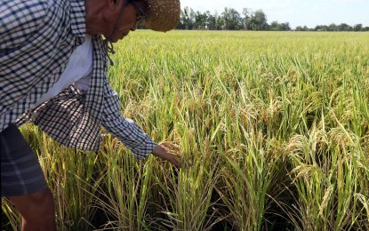 2.5K Zambales rice farmers get gov't cash aid