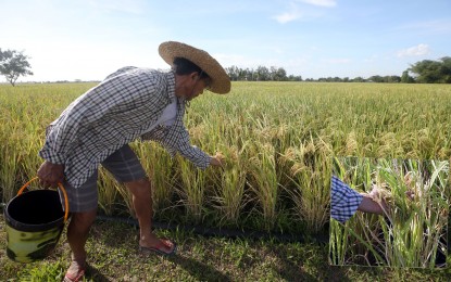 <p><strong>SUBSIDIES FOR FARMERS.</strong> A farmer in Nueva Ecija tends to his rice crops in this undated photo. Senator Imee Marcos on Sunday (Sept. 4, 2022) called on the Department of Agriculture to immediately release the almost PHP9 billion in government subsidies for rice farmers to buy fertilizers and other farm inputs. <em>(PNA photo by Oliver Marquez)</em></p>