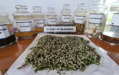 <p><strong>SAMPLES.</strong> A bunch of silkworm larvae feeding on mulberry leaves is on display at the Department of Science and Technology - Philippine Textile Research Institute in Villanueva, Misamis Oriental in this undated photo. On Friday (March 11, 2022), DOST officials visited the headquarters and opened the filature facility for silkworm textile production. <em>(PNA photo by Nef Luczon)</em></p>