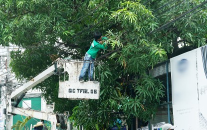 <p><strong>TO GIVE WOOD AND FRUITS</strong>. Quezon City Task Force Street Lighting personnel prunes a mango tree at the corner of Sanches and Miller Street in Barangay Bungad, San Francisco del Monte, Quezon City in this file photo. Some fruit-bearing trees are being studied as possible alternative to timber, the Department of Science and Technology said on Friday (May 27, 2022). <em>(PNA file photo by Ben Briones) </em></p>