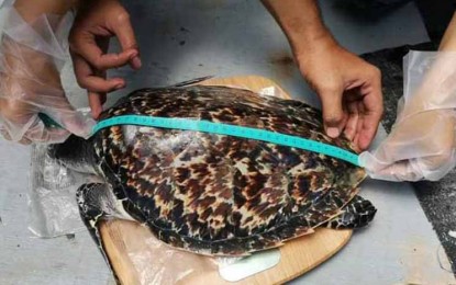 <p><strong>YOUNG TURTLE.</strong> Personnel of the Community Environment and Natural Resources Office (CENRO)-Zamboanga City measure the size of a rescued Juvenile Hawksbill Turtle that was turned over to them Friday (March 18, 2022). The turtle was placed under the care of the Zamboanga State College of Marine Sciences and Technology Hatchery and Wet Laboratory. <em>(Photo courtesy of Department of Environment and Natural Resources-9)</em></p>