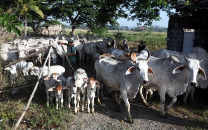 <p><strong>RABIES IN CATTLE. </strong>These cowherds guide cows in a newly rice harvest fields in Nueva Ecija in this March 24, 2022 photo. The Department of Agriculture (DA), confirmed three cases of rabies infection among cattle in Marinduque province on Tuesday (April 2, 2024). <em>(PNA file photo by Oliver Marquez)</em></p>