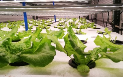 <p><strong>PROTECTED</strong>. Lettuce grown inside an intelligent green box set up on a farm in Tacloban City . A group of farmers here is reaping the benefits of this modern farming, ensuring quality harvest of high-value crops regardless of the season. <em>(PNA photo by Sarwell Meniano)</em></p>
