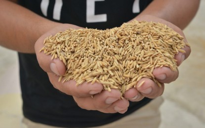 <p><strong>APPROVED INBRED RICE VARIETY.</strong> This undated photo shows one of the 15 new inbred rice varieties approved for commercial release by the National Seed Industry Council. Dr. Oliver E. Manangkil, senior plant breeder of the Department of Agriculture-Philippine Rice Research Institute, said on Monday (March 28, 2022) with these new rice varieties, farmers have more options as to which is suited to their farm’s conditions. <em>(Photo courtesy of DA-PhilRice)</em></p>
