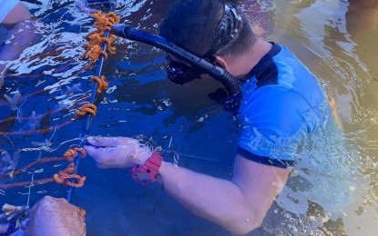 <p><strong>PROTECTING MARINE RESOURCES.</strong> Maj. Michael Lorilla, police chief of Bacacay, Albay, is shown during the coral restoration and mangrove reforestation project in Barangay Uson on Sunday (April 3, 2022). Three Coral Nursery Units (CNUs) were installed in the town's seawaters that will be monitored for three to six months.<em> (Photo courtesy of JCI Legazpi)</em></p>