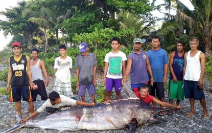 <p><strong>BIGGEST CATCH</strong>. Fishermen in the Municipality of Tibiao display the biggest caught swordfish recorded in Antique on Dec. 3, 2015. Flord Calawag, Antique Fishing Festival (AFF) director and founder, said Friday (April 8, 2022) they are holding the first fishing tournament this month to promote Antique as the sports fishing destination in the country. <em>(Photo courtesy of AFF)</em></p>