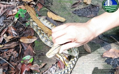 <p><strong>BORN TO BE WILD</strong>. The reticulated python (Malayopython reticulatus) that was turned over to the Department of Environment and Natural Resources-Bicol by a resident of Sorsogon City is shown in this undated photo. All wildlife in the Philippines is protected under Republic Act 9147, the "Wildlife Resources Conservation and Protection Act". <em>(Photo from DENR-Bicol's Facebook page)</em></p>