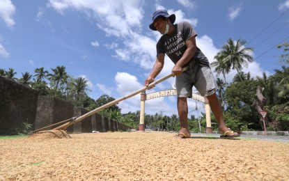 <p>A farm worker takes advantage of the sunny weather to dry his palay (unhusked rice). <em>(File photo)</em></p>