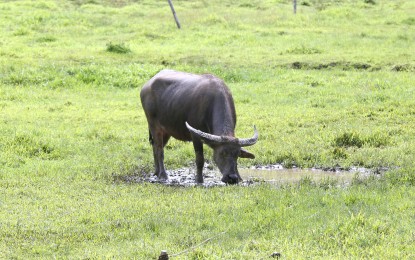 <p>A Philippine carabao (Bubalus bubalis carabanesis). <em>(PNA file photo by Joey Razon)</em></p>