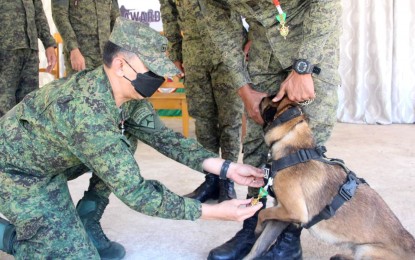 <p><strong>CANINE HERO.</strong> Maj. Gen. Benedict Arevalo, commander of the 3rd Infantry Division of the Philippine Army, on Tuesday (April 19, 2022) confers the Military Merit Medal (plain) to Ella, a Belgian Malinois, and the dog's handler, who helped locate the body of a slain NPA following an encounter in Sibulan, Negros Oriental. One officer and nine enlisted personnel of the 11th Infantry Battalion were also given the Military Merit Medals with Bronze Spearhead Device. <em>(Photo by Judy Flores Partlow)</em></p>