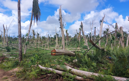 <p><strong>‘ODETTE’ DAMAGE.</strong> The Siargao Island Protected Landscape and Seascape three months after Typhoon Odette. The US government, through USAID, is committed to helping accelerate rehabilitation efforts in the protected area known to exhibit wide biological diversity. <em>(Photo courtesy of the US Embassy in Manila)</em></p>