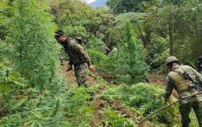 <p><strong>DESTRUCTION.</strong> Police officers uproot fully grown marijuana plants discovered during an eradication operation in the mountains of Benguet as part of the anti-drug operation from April 10 to 16. More than PHP14 million worth of marijuana was destroyed in various eradication operations in Benguet. <em>(PNA photo courtesy of PROCor PIO)</em></p>