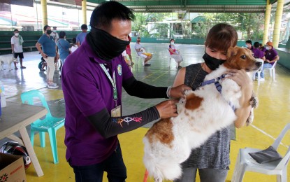 Rabies cases down 5% from Jan 1-June 25